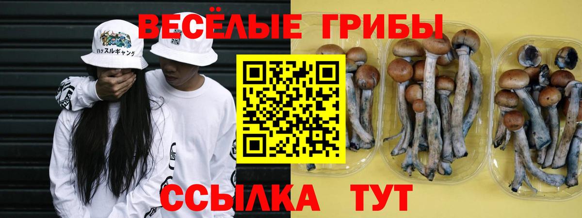 Псилоцибиновые грибы Psilocybine cubensis Бор
